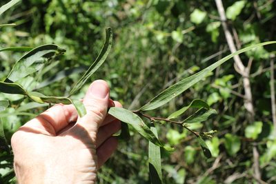 Acacia fasciculifera, photographed by Greg Tasney
