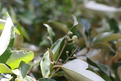 Croton insularis, photographed by Greg Tasney