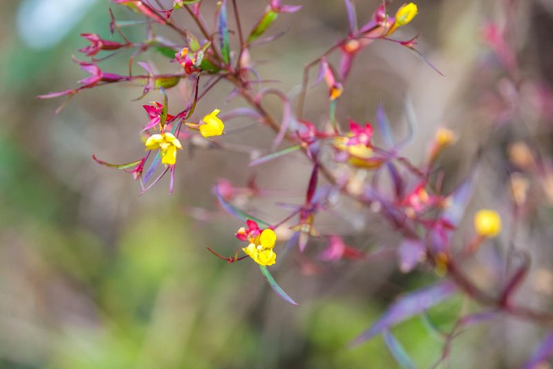 Ludwigia linearis, photographed by Melissa McMasters