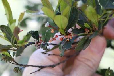 Alectryon diversifolius, photographed by Greg Tasney