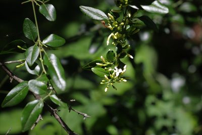 Jasminum didymum, photographed by Greg Tasney