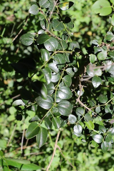 Strychnos psilosperma, photographed by Greg Tasney