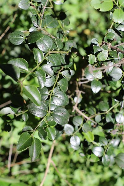 Strychnos psilosperma, photographed by Greg Tasney