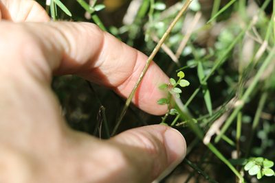 Capparis sarmentosa, photographed by Greg Tasney