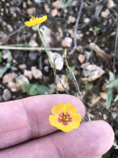 Linum hudsonioides, photographed by Sam Kieschnick