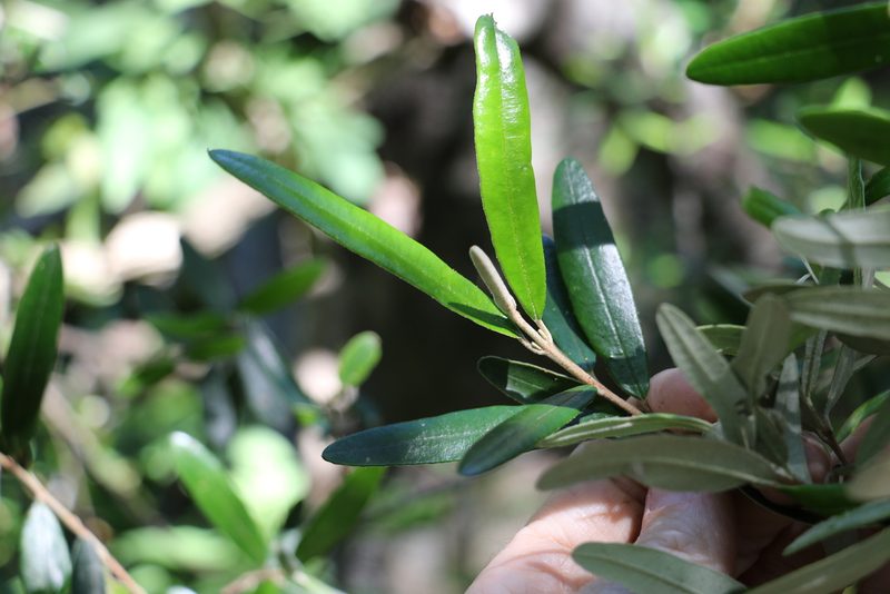 Ricinocarpos ledifolius, photographed by Greg Tasney
