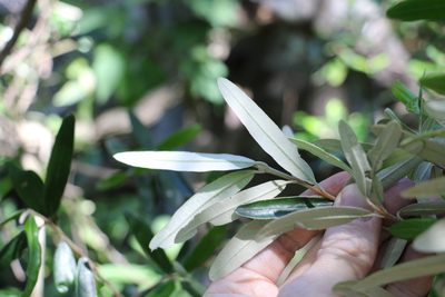 Ricinocarpos ledifolius, photographed by Greg Tasney