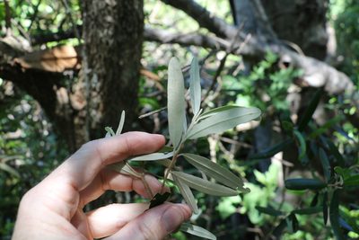 Ricinocarpos ledifolius, photographed by Greg Tasney