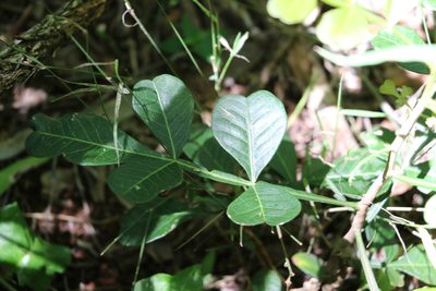 Flindersia collina, photographed by Greg Tasney