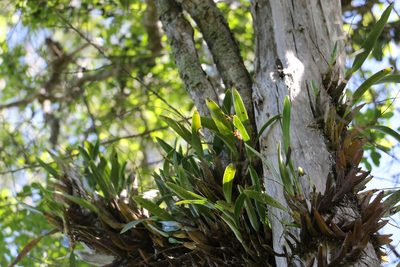 Dendrobium monophyllum, photographed by Greg Tasney