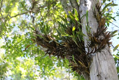 Dendrobium monophyllum, photographed by Greg Tasney