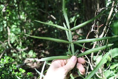 Atalaya salicifolia, photographed by Greg Tasney