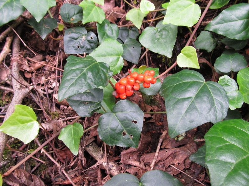 Arum megobrebi, photographed by Vladimír Fuka
