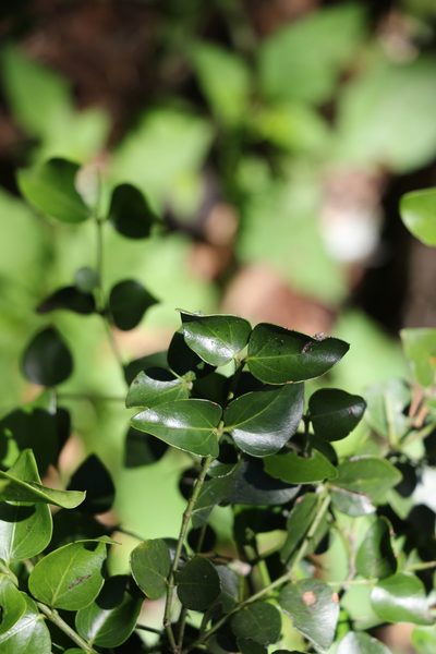 Strychnos psilosperma, photographed by Greg Tasney