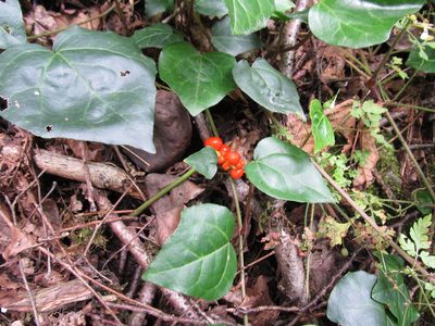 Arum megobrebi, photographed by Vladimír Fuka