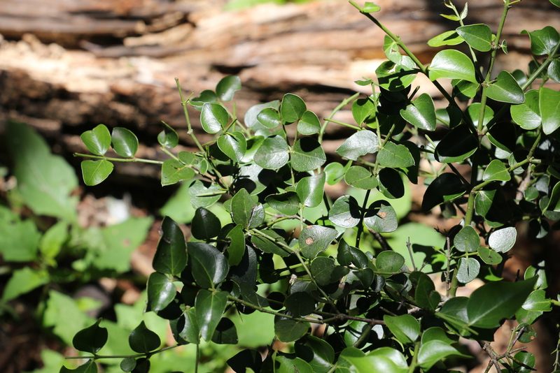 Strychnos psilosperma, photographed by Greg Tasney