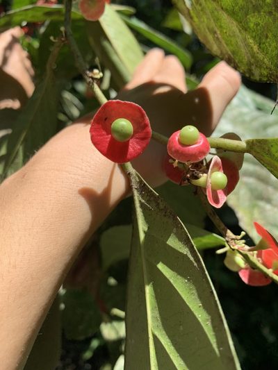 Heisteria acuminata, photographed by Line Juul Nielsen