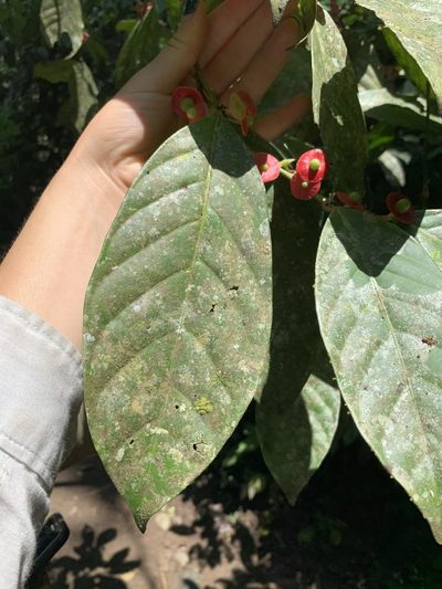 Heisteria acuminata, photographed by Line Juul Nielsen