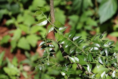 Strychnos psilosperma, photographed by Greg Tasney