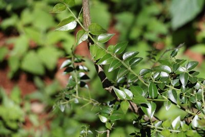 Strychnos psilosperma, photographed by Greg Tasney