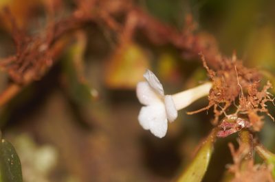 Codonanthopsis crassifolia, photographed by Guillaume Delaitre