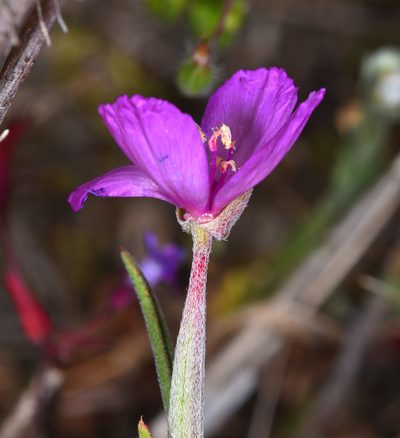 Clarkia affinis, photographed by Don Loarie