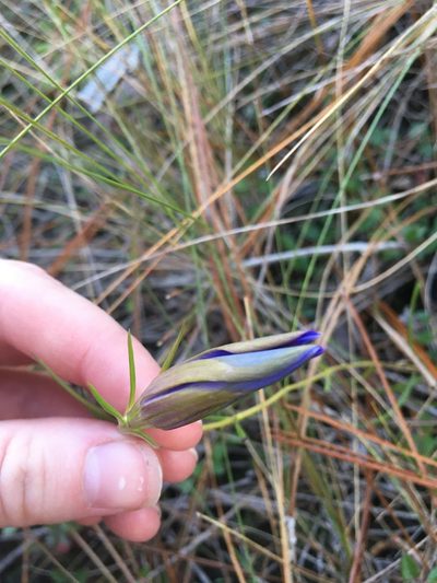 Gentiana autumnalis, photographed by harrier