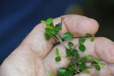 Acalypha capillipes, photographed by Greg Tasney