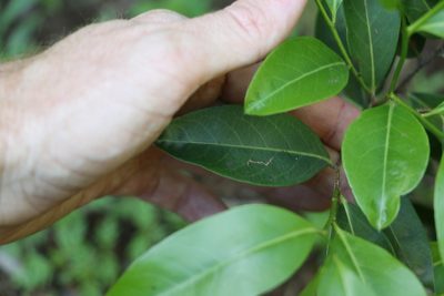 Casearia multinervosa, photographed by Greg Tasney