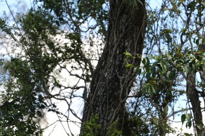 Acacia fasciculifera, photographed by Greg Tasney