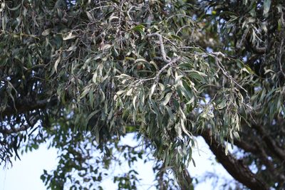 Acacia fasciculifera, photographed by Greg Tasney