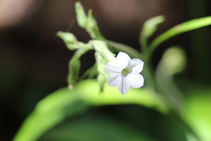 Nicotiana forsteri, photographed by Greg Tasney