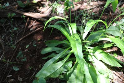 Nicotiana forsteri, photographed by Greg Tasney