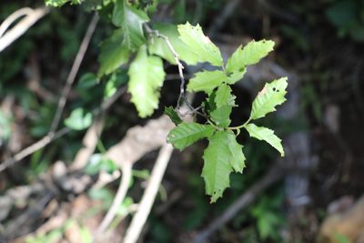 Elattostachys xylocarpa, photographed by Greg Tasney
