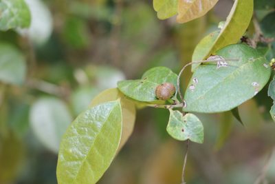 Cleistanthus cunninghamii, photographed by Greg Tasney