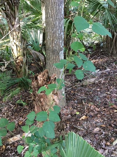 Phaseolus polystachios, photographed by Sterling Herron