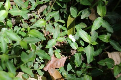Aneilema biflorum, photographed by Greg Tasney
