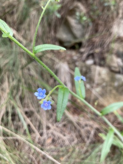 Cynoglossum australe, photographed by krumpianking