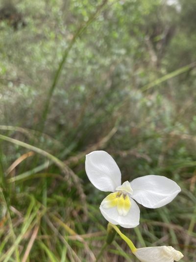Diplarrena moraea, photographed by krumpianking
