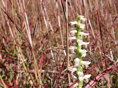 Spiranthes magnicamporum, photographed by Samuel A Schmid, PhD, PWS