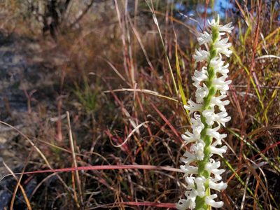 Spiranthes magnicamporum, photographed by Samuel A Schmid, PhD, PWS