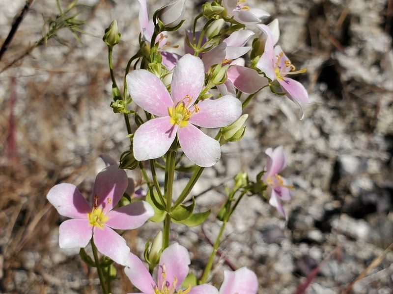 Sabatia angularis, photographed by Samuel A Schmid, PhD, PWS