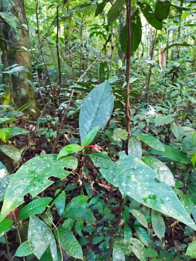 Palicourea calophylla, photographed by Guillaume Delaitre