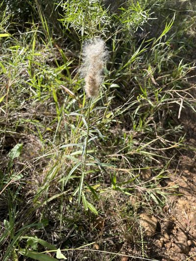 Pterocaulon virgatum, photographed by lanechaffin