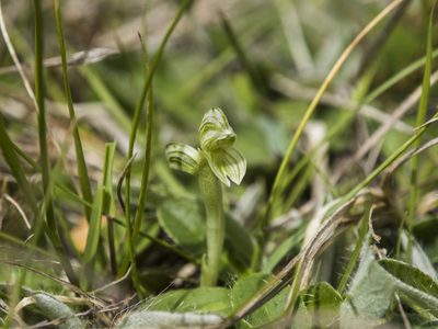 Pterostylis tanypoda, photographed by Cara-Lisa Schloots
