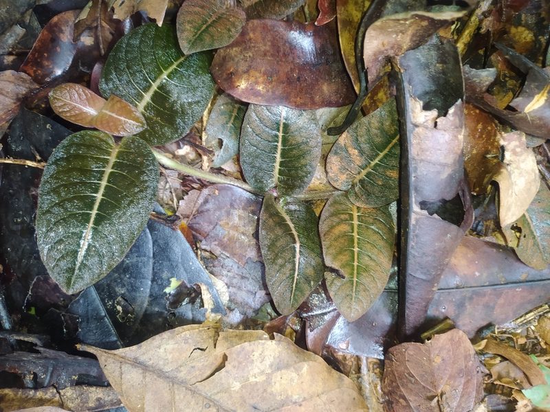 Palicourea alba, photographed by Guillaume Delaitre