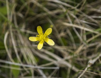 Ranunculus multiscapus, photographed by Cara-Lisa Schloots