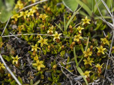 Stackhousia minima, photographed by Cara-Lisa Schloots