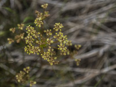 Anisotome filifolia, photographed by Cara-Lisa Schloots