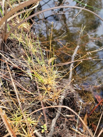 Eriocaulon ravenelii, photographed by Jay Horn